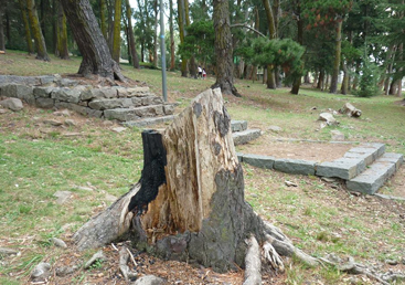 arboles